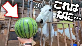 初めて丸いスイカを見たドイツ生まれの大きな白馬の反応がコチラです。【ツルマルボーイ様のシモベ】