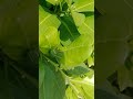 The Secret Defense Mechanism of a Caterpillar: Osmeterium Eversion#Osmeterium #CaterpillarDefense