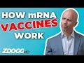 How mRNA Vaccines Work | A Doctor Explains