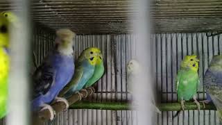 Budgies, condition to breed for the incoming season.