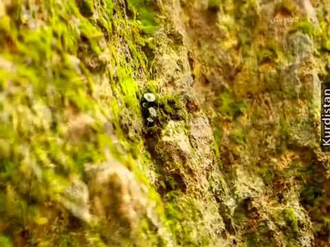 حه سن زیره ک چاروکه