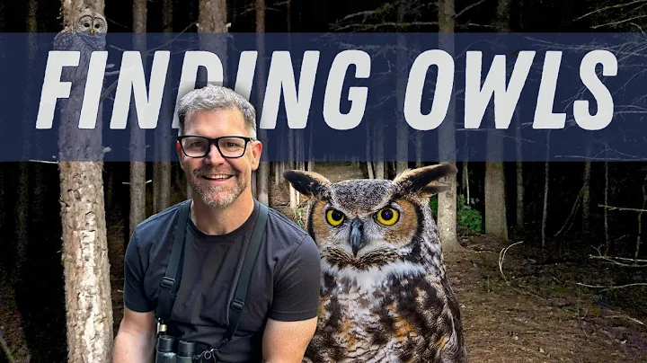 Want to See an Owl in the Wild? Here's How! (Plus, How to ID them)