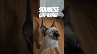 siyam kedisi maya siamese cat Asmr kedi tarama rahatlatıcı video #cat #siamesecats #cats #kitten