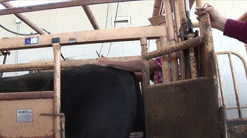 Bruce Carpenter - Cattle Reproduction - Placing an Estrotect Patch