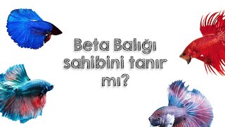 Beta Balığı Sahibini Tanır Mı ? Resimi