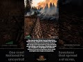 How a Single Tree Sparked a Massive Forest Fire in Yellowstone