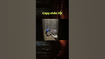 Capy đi chăn vịt cùng bà #ai #capybara #veo3