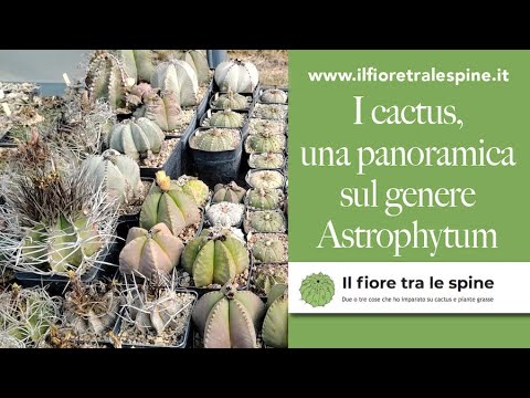 Video: Pianta di cactus a botte d'oro: come coltivare un cactus a botte d'oro