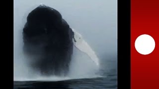 Incredible humpback whale breach caught on camera, Canada