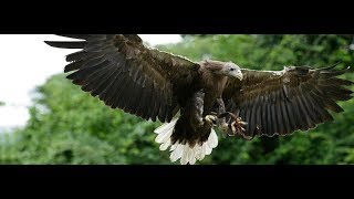 Singapore Bird Park @ Jurong - Kings of the Skies Show