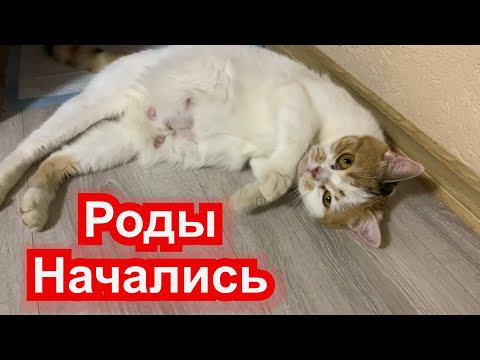 У беременной Кошки начались Роды. Нервничает и кусает