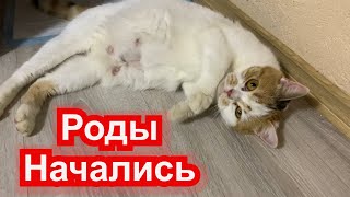 У беременной Кошки начались Роды. Нервничает и кусает