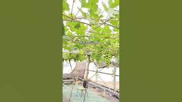 Pohon Anggur Gozv Berbuah lebat di Kebun Almira Grape Sumedang #shorts #anggurimport #kebunanggur