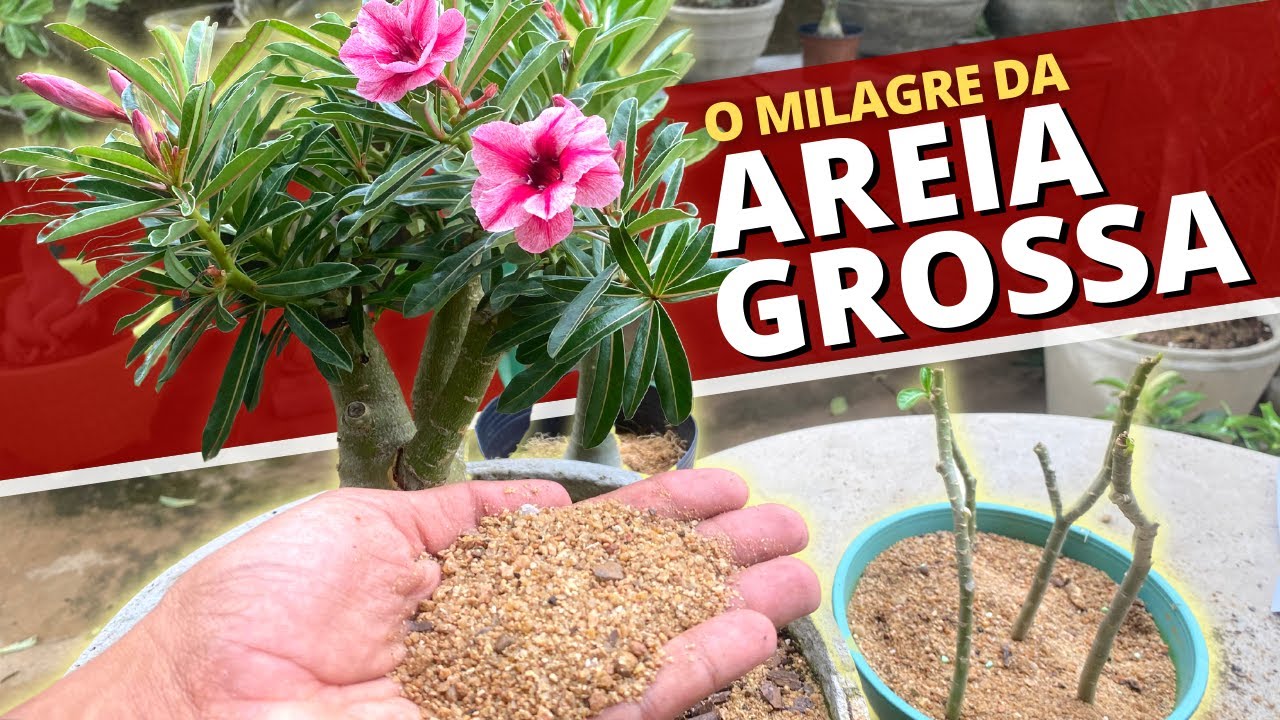 O milagre da AREIA GROSSA para as Rosas do Deserto!