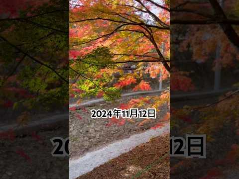 河口湖紅葉祭り　#shorts  #紅葉  #automobile  #河口湖  #旅行 #紅葉ドライブ  #旅行  #もみじ回廊