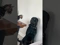 كلب تشيهواهوا صغير في مواجهة كلاب وقطط كبيرة أطرف لحظات الكلاب مقاطع قصيرة