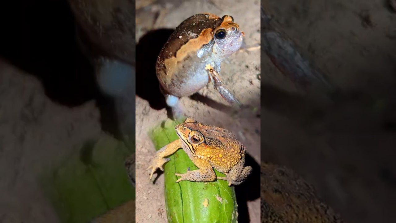 Funny catching frogs for laughter | frogs jumping funny | catching frogs hahaha