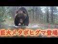 春なのに 巨大メタボヒグマ登場 トレイルカメラ メタボ グマ 太ったヒグマ Brown Bear Trail camera Hunting camera 北海道ヒグマチャンネル ヒグマ 羆