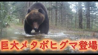 春なのに　巨大メタボヒグマ登場　トレイルカメラ　メタボ　グマ　太ったヒグマ　Brown Bear Trail camera　Hunting camera　北海道ヒグマチャンネル　ヒグマ　羆