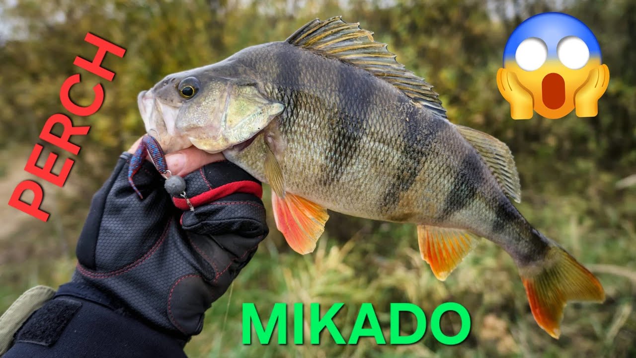 Am prins ZECI de Bibani MARI la spinning pe OLT #perch #fishing @ZbuFishing 