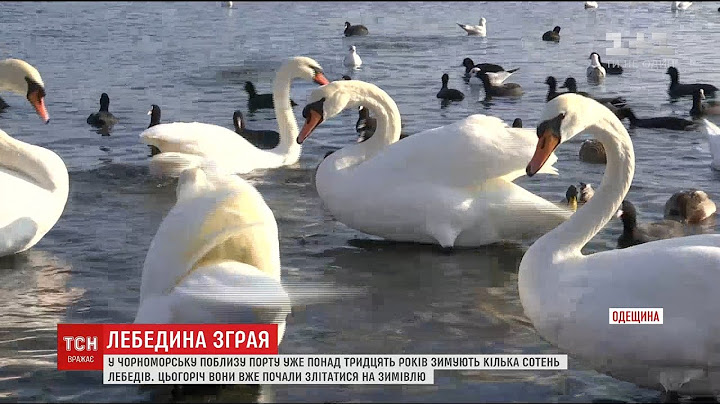 Пташина бухта: на поромну переправу під Одесою почали злітатись лебеді