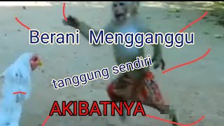 BENTROK AYAM DAN MONYET🤣‼️|| monyet usil #ayam #monyet #lucu #hewanlucu #dramatic
