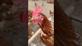 Famous Wait. So you can tell what color eggs a chicken will lay by looking at their ears !?π #animalfacts Wealth