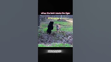 Thumbnail of #funny #wildlife #animals #music #youtube #viralshort #youtubeshorts #trending #tiger #cat