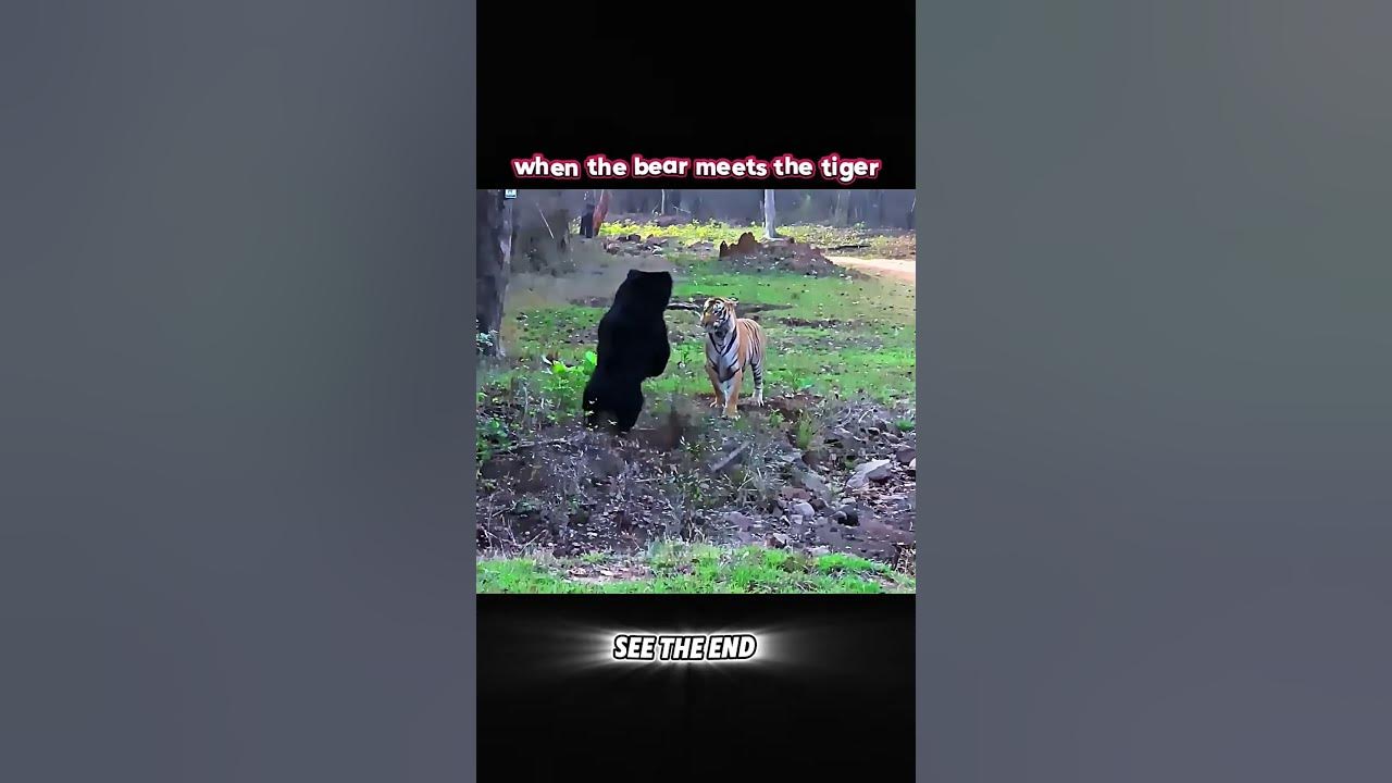 #funny #wildlife #animals #music #youtube #viralshort #youtubeshorts #trending #tiger #cat