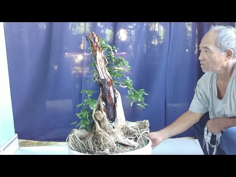 VÀI GỐC TRẮC BONSAI LỚN VÀ HẢI CHÂU - BONSAI VN