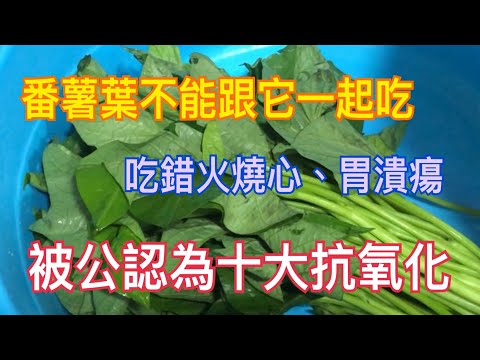 番薯葉🥬不能跟它一起吃❌吃錯會火燒心、胃潰瘍😱 被公認為抗癌 防貧血 骨質疏鬆 便秘 十大抗氧化食物 Sweet potato leaves can’t be eaten with it❌