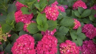 Growing Hydrangeas | At Home With P. Allen Smith