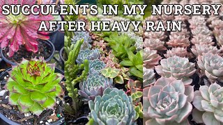 Succulents in my nursery after a lot of rain