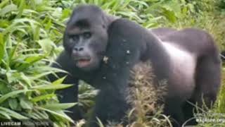 GRACE Gorilla