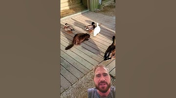 How Platapus? 🦆 🦫 #duck #beaver #platapus OC: @hatopopopoko