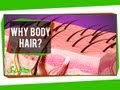Why Body Hair?