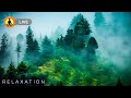 🔴 Relaxing Zen Music 24/7, Stress Relief Music, Sleep Music, Meditation Music, Study, Calming Music