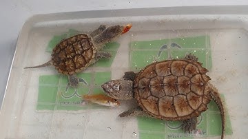 Test ăn Cặp đôi Vàng Rùa Common Snap tại Ú Ù PETSHOP🐢🐢🐢