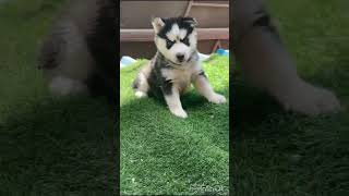 husky puppies play time