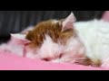 しろの寝息 Cat sleeping 200212