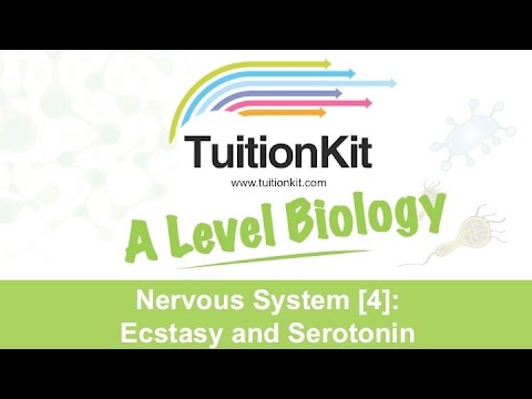 Nervous System [4]: Ecstasy and Serotonin (High band Biology)