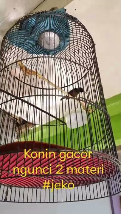 Konin gacor ngunci 2 materi.#koningacor #kolibrininja #shorts #jeko