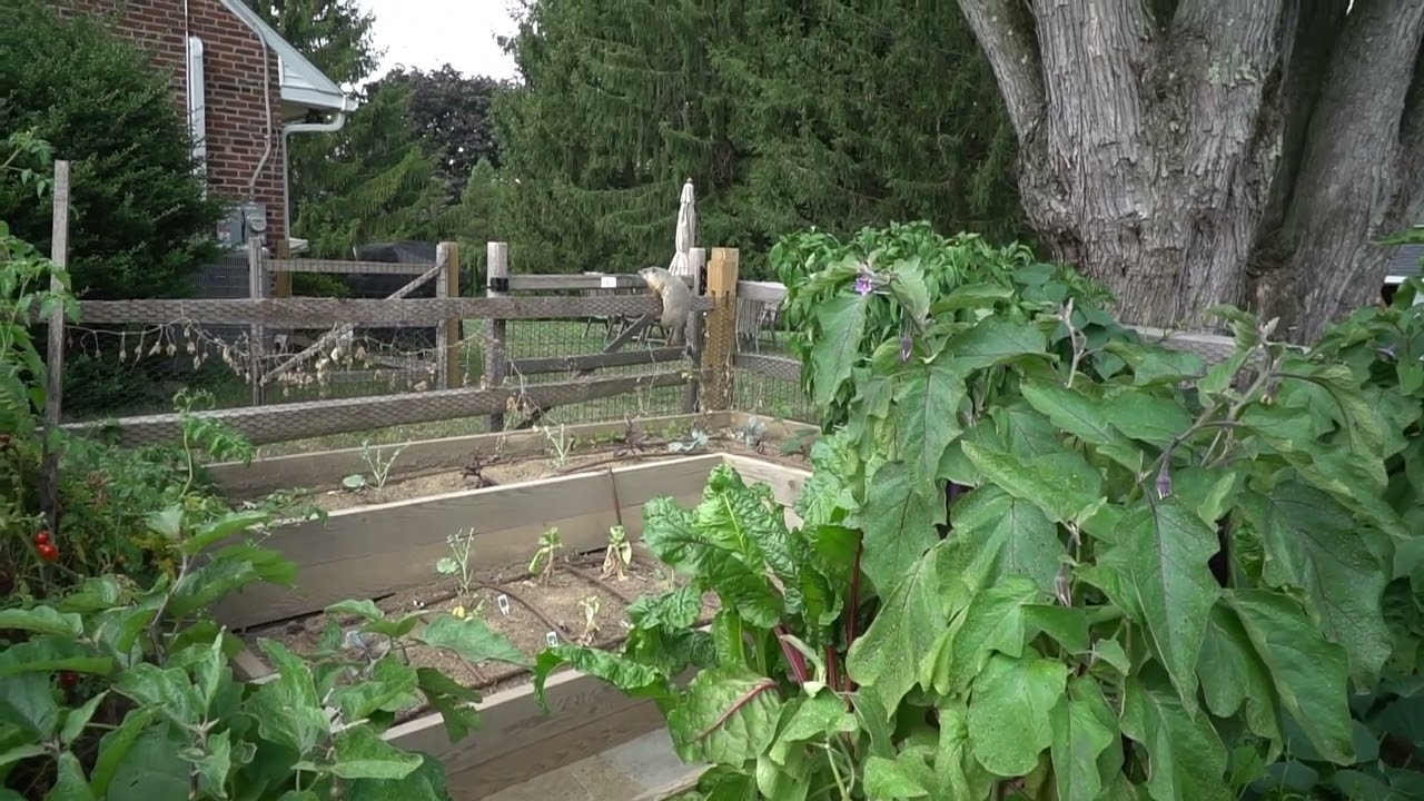 Groundhogs can climb garden fences.