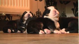 Agathes Babies