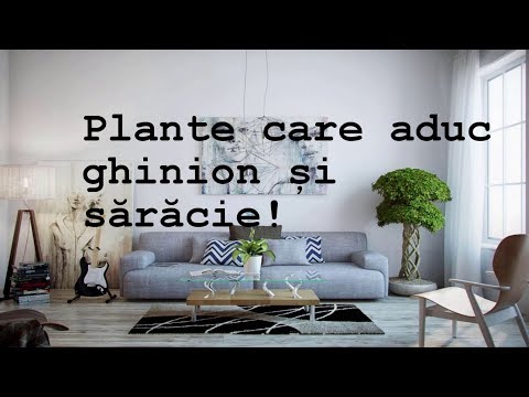 Plantele care aduc ghinion si saracie in casa!