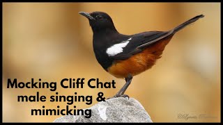 MOCKING CLIFF CHAT male singing & mimicking many species