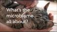 The Surprising Role of the Human Microbiome in Our Health ile ilgili video