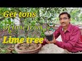 How to get Tons of  🍋limes from your lime 🌲 Tree.