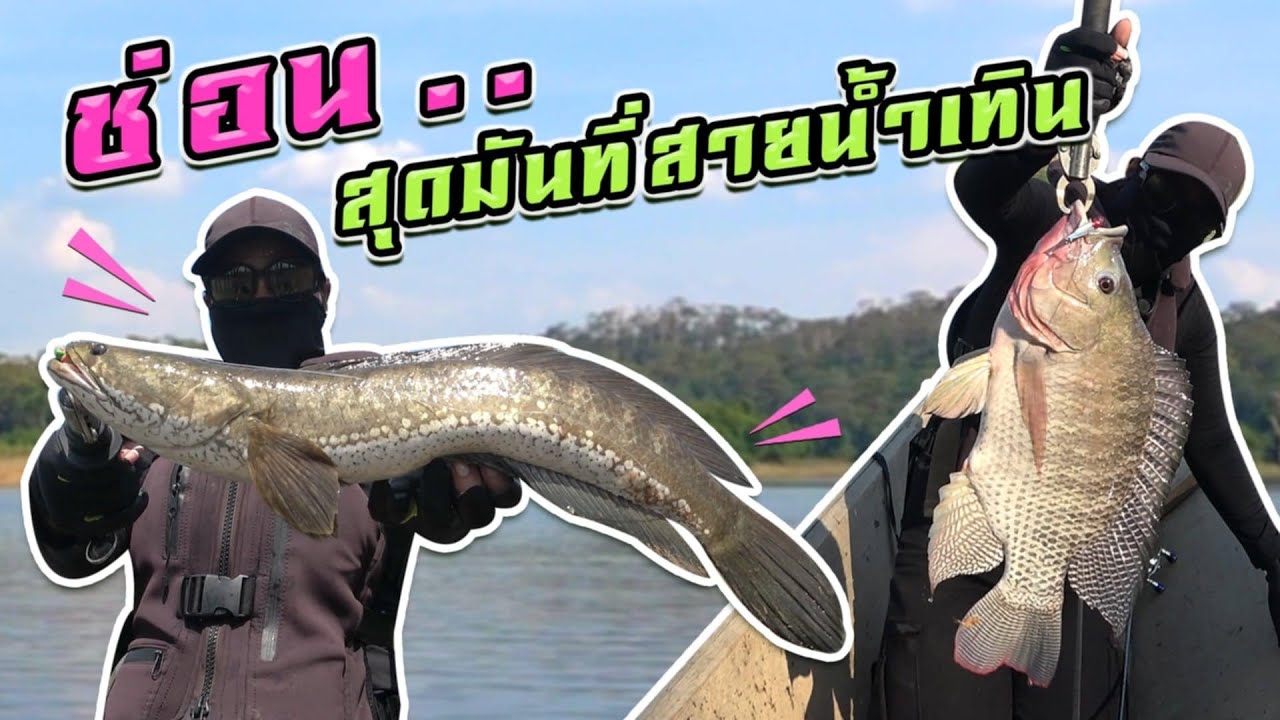 ช่อนสุดมัน ที่สายน้ำเทิน