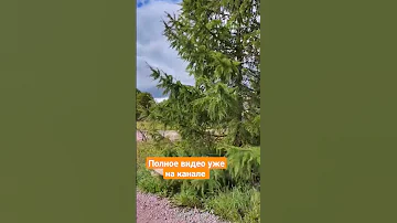 🌲Сбор семян лиственницы сибирской. Сроки, лайфхаки